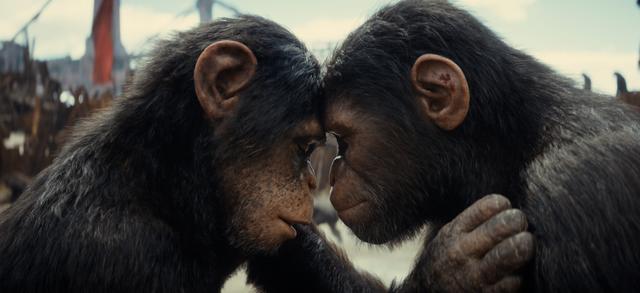《猩球崛起4:新世界》迅雷资源种子下载高清「HD1080P/3.4G-MP4」国语版网盘 -1