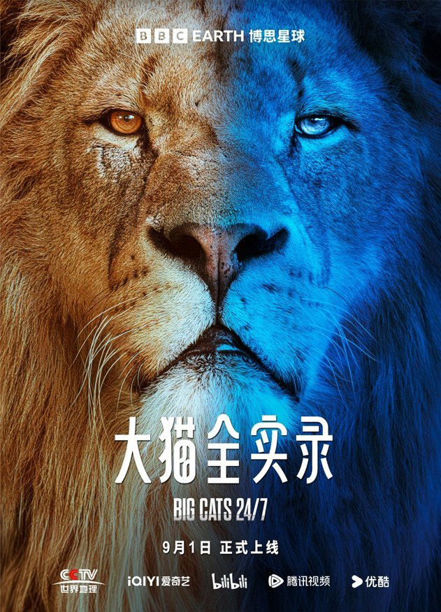 BBC全新纪录片《大猫全实录》将于9月1日正式发布 -1
