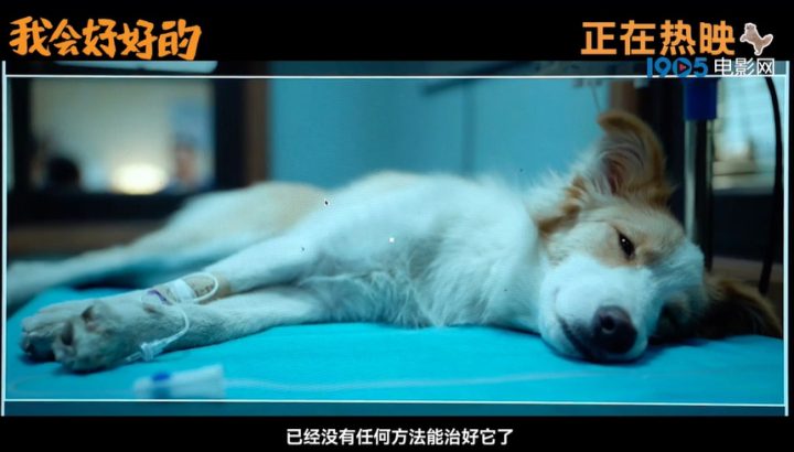 张子枫深情告别：《我会好好的》特辑 -3